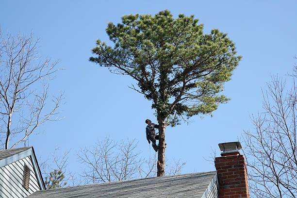 Best Hazardous Tree Removal  in Dryden, MI
